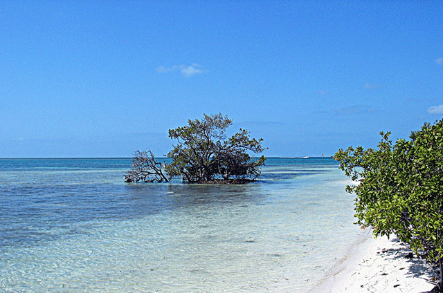 Image of Florida Keys water and mangrove trees